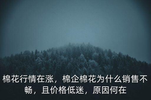 棉花行情在漲，棉企棉花為什么銷售不暢，且價格低迷，原因何在