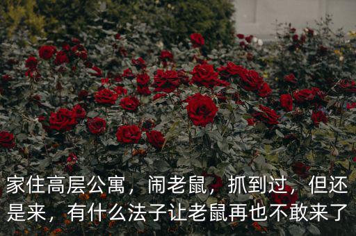 家住高層公寓，鬧老鼠，抓到過，但還是來，有什么法子讓老鼠再也不敢來了