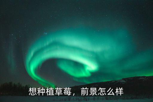 想種植草莓，前景怎么樣