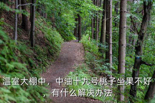 溫室大棚中，中油十九號(hào)桃子坐果不好，有什么解決辦法