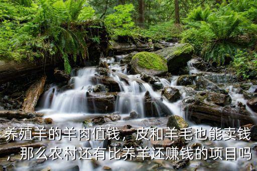 養(yǎng)殖羊的羊肉值錢，皮和羊毛也能賣錢，那么農(nóng)村還有比養(yǎng)羊還賺錢的項(xiàng)目嗎