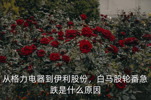 從格力電器到伊利股份，白馬股輪番急跌是什么原因
