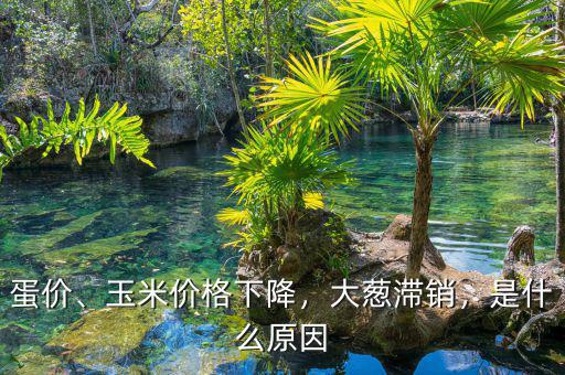 蛋價、玉米價格下降，大蔥滯銷，是什么原因