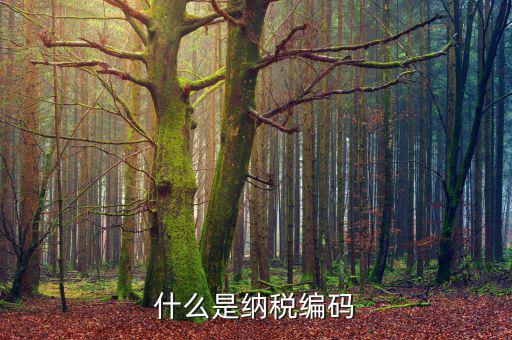 什么是納稅登記編碼，什么是納稅編碼