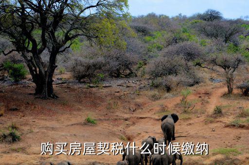 鶴壁契稅什么時候交，什么時間繳納契稅