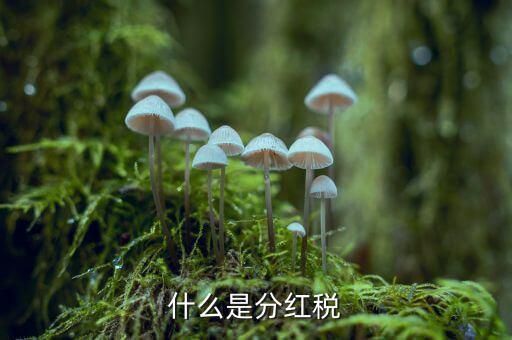 什么叫稅收紅利，什么是紅利稅企業(yè)交企業(yè)所得稅后分紅給個(gè)人還需要交個(gè)人所得稅不