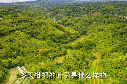 高位死叉是什么樣子的，起搏器是什么樣子的