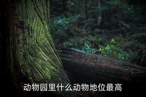 動物園什么動物人氣最高，動物園什么動物地位最高