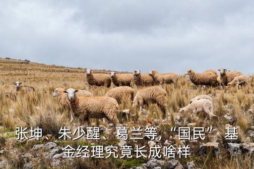張坤、朱少醒、葛蘭等,“國民” 基金經(jīng)理究竟長成啥樣